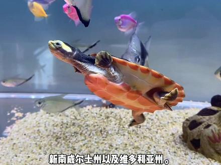 #圆澳侧颈龟#养龟日常