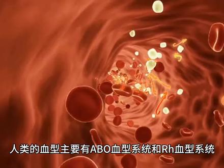 #科普一下 人类的血型主要有ABO血型系统和Rh血型系统。在ABO血型系统中,血型由A、B、O三种基因决定,A和B是显性基因,O是隐性基因。父母的血型基因组合会决定子女的血型。例如,父母都是A型血(基因组合可能是AA或AO),子女可能是A型血(AA或AO),也可能是O型血(OO);父母一方是A型血(AA或AO),另一方是B型血(BB或BO),子女可能是A型、B型、AB型或O型血。Rh血型系统中,Rh阳性是显性性状,Rh阴性是隐性性状。如果父母都是Rh阳性(基因组合可能是RR或Rr),子女可能是Rh阳性(RR或Rr);如果父母一方是Rh阳性(RR或Rr),另一方是Rh阴性(rr),子女可能是Rh阳性(Rr)或Rh阴性(rr)。了解血型遗传规律在亲子鉴定、输血等方面具有重要意义。