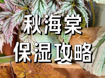 秋海棠湿度攻略指南|自此告别焦边卷叶 为什么你的秋海棠总是焦边卷叶?秋海棠叶片多数大而薄,干燥环境极易失水焦边。稳定的高湿环境能帮新叶舒展、让叶色更饱满。
🌿 不同品种需求
• 闷养特殊品种(绿泡、内格罗斯):80%+
• 根茎类:75%左右
• 竹节类丛生类:65%左右
🌿 湿度不对?
• 过低→叶缘焦枯、新叶卷曲
• 过高+不通风→叶斑病、白粉病
🌿 家庭加湿怎么搞
✅ 植物扎堆放,互相保湿
✅ 细雾喷壶喷周围(别喷叶子!)
✅ 伞状加湿器+定时插座,便宜省心
✅ 应急:旁边放盆水晒太阳🌞
#热植爱好者 #秋海棠 #秋海棠养护 #热植养护 #植物
