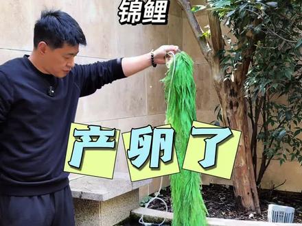 锦鲤产卵了 #锦鲤产卵 #锦鲤孵化
锦鲤产了,孵化小锦鲤的乐趣
#锦鲤 #鱼池养锦鲤的技巧和方法 #锦鲤的饲养方法
@DOU+小助手 @DOU+上热门 @抖音小助手 @抖音作者助手