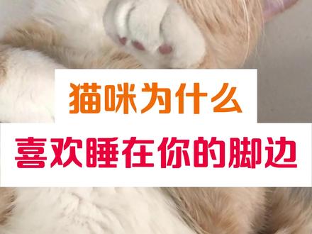 你家小猫喜欢睡这哪 #猫 #猫咪日常 #猫咪的迷惑行为