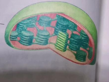 高一超轻粘土做细胞#超轻粘土手工