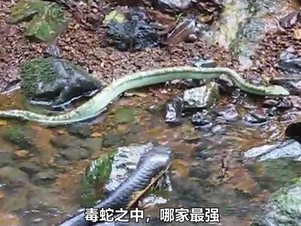 眼镜王蛇-毒蛇界战力天花板在野外会怎么憋屈死掉?-优化版 #神奇动物在抖音 #十万个为什么抖音都知道 #热点 #科普一下 #眼镜王蛇
