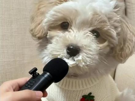 是谁吃了蛋糕#Ai #小狗狗能有什么坏心思