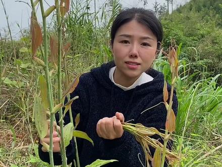 金刚藤,它的嫩芽、嫩叶 、熟的果实都可以直接吃。也可以凉拌、炒腊肉又香又脆太美味了,你们吃过吗?#我的乡村生活 #三农 #大自然的馈赠 #金刚藤