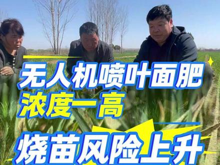 无人机喷叶面肥 浓度一高 烧苗风险上升 #小麦 #小麦施肥 #农业指导