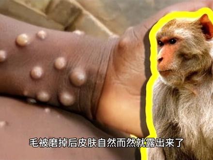 猴子的屁股为什么是红色