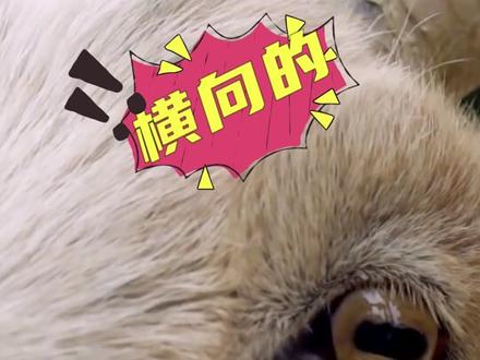 超过人视野将近两倍的神奇生物,居然是它!#神奇动物在抖音 #萌知计划 #抖出知识点 @抖音青少年 #科普 #冷知识