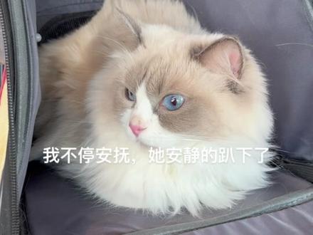 浅浅记录我和我的猫咪回国经历,很奇妙的经历#留学生回国 #猫咪坐飞机 #宠物坐飞机