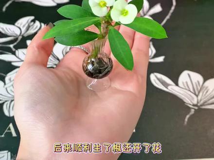 迷你植物新鲜出炉~#植物养护技巧 #创作者中心 #创作灵感 #水培植物 #虎刺梅
