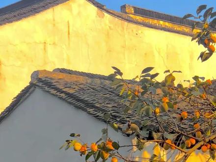 庭院花园大树选择 九要与九不要 🌿花园|植物照着单子买
🙅🏻♀️以前不懂,种错一堆
凌霄花爬满墙扯不掉
柳树落叶扫到崩溃
桃树年年招虫治不好
🌳现在学聪明了
要柿子树,果子好吃又好看
要石榴树,红红火火寓意好
要银杏树,秋天满院金黄
要红枫,四季都是点睛之笔
要桂花树,秋天整个院子都是香的
要海棠树,春天一树繁花
🌱爬藤选风车茉莉,清香不泛滥
角落种腊梅,冬天有花闻
绿篱用红花檵木,常年紫红色
❌樱花花期太短、杨树飘絮
玉兰落花难扫、松树落叶扎人
夹竹桃有毒、梨树爱长虫
这些坑,能避就避吧
💡总结:选对品种,院子真的省心多了
#上海花园 #庭院植物 #花园避坑 #植物清单 #花园设计改造