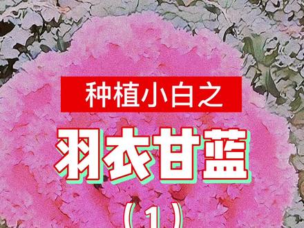 所以这是我这是吃了个绿化带? #羽衣甘蓝 #种植小技巧 #阳台种植