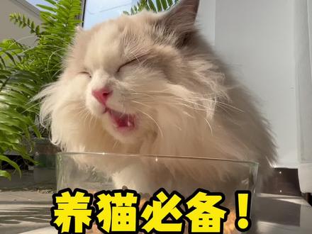养猫必看!猫咪口臭终极原因找到了 #猫咪口臭#猫咪口臭怎么办#弗列加特小蓝盾#弗列加特#弗列加特烘焙粮