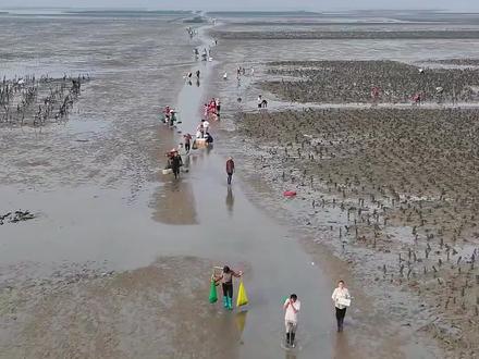 五一假期!来湛江赶海天花板,那必定是龙营围,来这里赶海轻松爆桶。#湛江赶海 #湛江赶海攻略 #湛江赶海抓螃蟹 #湛江赶海推荐 #湛江龙营围赶海