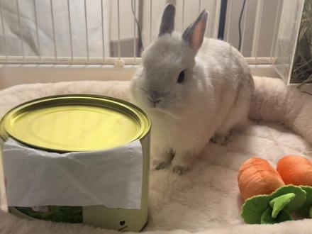 没错 这就是纸巾 你没见过不代表没有😂 #萝卜纸巾猫咪逐渐抽象 #萌宠 #萌宠vlog #毛孩子的日常 #新手养兔