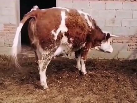 一眼识别怀孕母牛怀的是公牛还是母牛#养牛人#科学养牛 #养殖 #三农#繁殖母牛