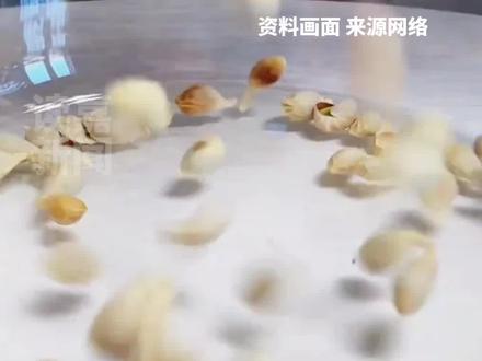 女性结节明显?中医:橘核别丢,橘子籽磨成粉直接吃或泡水,有化痰散结的作用。“橘核”也是味中药#女性#结节#中医#橘子#中药