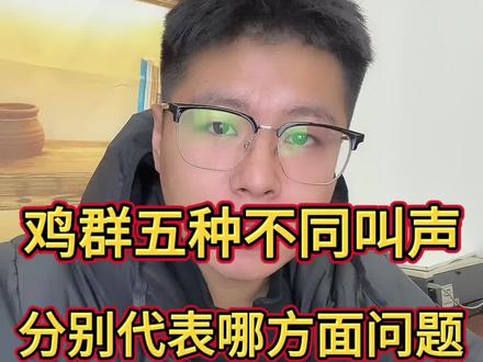鸡群不同叫声代表哪方面问题#三农 #养殖 #养鸡 #土鸡 #散养土鸡
