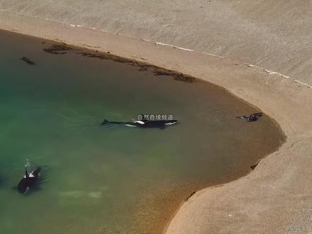 海洋霸主,智取猎物 #动物世界 #海洋生物 #虎鲸 #海豹