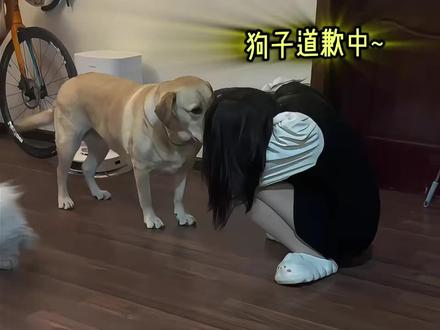 给狗子快成抑郁#狗子成精了 #狗狗的心思都写在脸上了