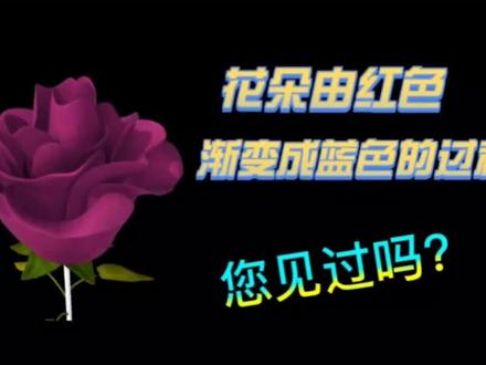 剪映制作花朵由红色渐变成蓝色过程,简单有趣,二次剪辑必备技巧#视频剪辑教程 #调色教程