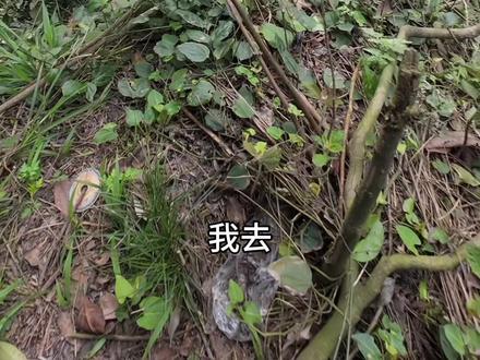 华蓥山·瀑布|玛琉岩瀑顶路线 📍坐标: 玛琉岩上游(此路线为玛琉岩瀑布上游,需结合两步路轨迹前往,高德无法直接导航)
🌟特点:此路线位于华蓥山西缘(玛琉岩瀑布位于华蓥市溪口镇原长城厂内,是华蓥山著名的高瀑景观,落差达168米,有“川东第一高瀑”之称),此路线为瀑布上游,站在瀑顶可光看瀑底全景,非常震撼,此路线非常适合徒步,玩水,探险,摩托车休闲骑
⚠️风险提示:1.峡谷地形陡峭,道路湿滑,注意防滑,瀑顶无防护,注意安全,深潭区域禁止下水
2.此路线多为无人山区且信号较差,最好组队前往避免出现紧急情况
3.进入山区,注意防火,爱护环境
#青年创作者成长计划 #徒步 #华蓥山 #瀑布 #摩托车