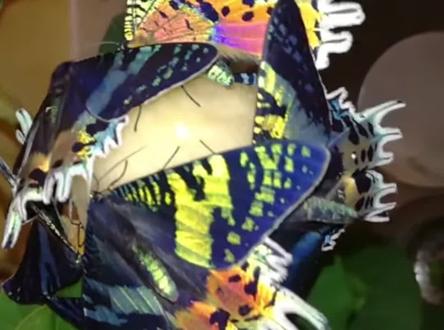 #科普 #神奇动物在抖音 #神奇的大自然 世界上最绚丽的蛾子,日落蛾。