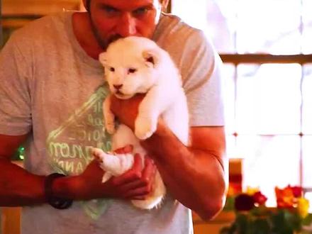 上集|白狮,陪伴 #白狮奇缘