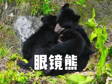 为避免两只幼崽落入掠食者血口,眼镜熊妈妈把产房安在了百丈悬崖之巅#眼睛熊 #动物世界看人生百态 #动物科普日记