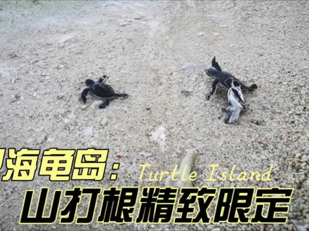 暑假的海龟岛,从海龟妈妈上岛生产到小海龟回归大海的全过程记录,#爸爸带娃 推荐的好去处#海外奇遇见闻录 #夏日海岛旅行vlog