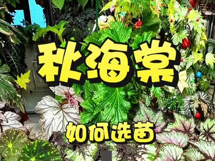 秋海棠如何选苗,网购秋海棠店铺分享
#秋海棠 #好看的花一定要分享给你 #室内绿植 #抖音生活观察计划 #抖音上热门