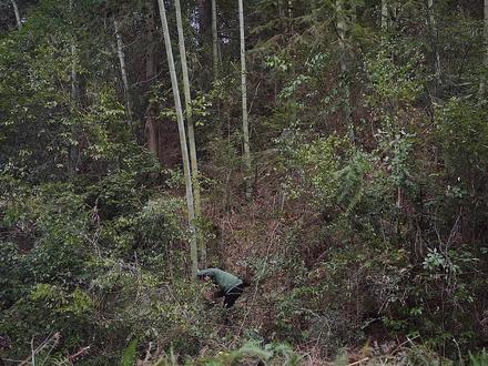 复原明代抗倭神器——狼筅 #一见爱上传统文化 #乡村守护人 #狼筅