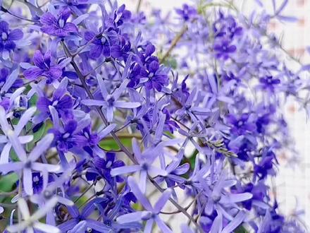 #蓝花藤 适合做拱门和花柱