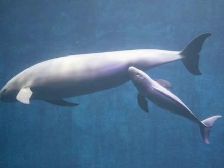 水下给孩子喂奶是一种什么体验?#江豚