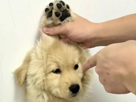 狗狗犯错不用打,两句话驯服它#养狗经验分享 #小狗 #养狗人