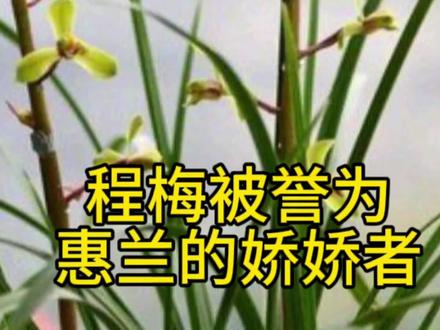 大家要记住程梅是赤惠之王#传播兰花知识 #兰花小知识 #养兰花 #兰花种植 #惠兰 #兰花欣赏