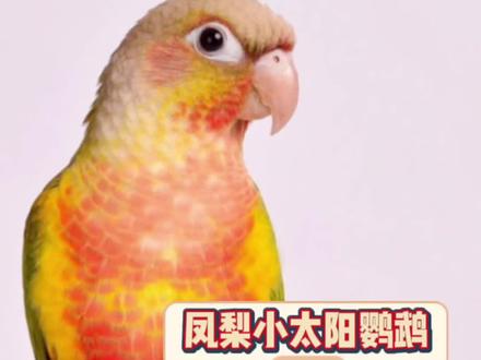 凤梨的趴度解说#手养鹦鹉 #萌宠 #手养鸟