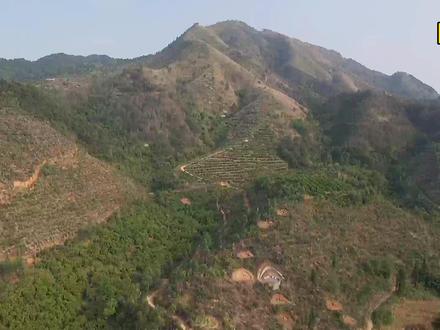 #东袍~猪肝吊胆一穴#风水宝地