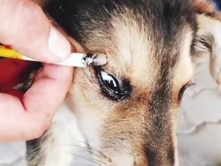 不要带狗狗去有草的地方遛狗。夏天多经常给狗狗洗澡。定期做体外驱虫。#宠物医生 #宠物洗护 #宠物洗澡 #萌宠