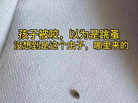 孩子被虫子咬的天天哭,还以为是跳蚤,看到虫子网上查了才知道是吸血臭虫,被这个虫子咬了以后非常痒,而且会留疤#床虱 #木虱 #臭虫#臭虫咬人 #臭虫药
