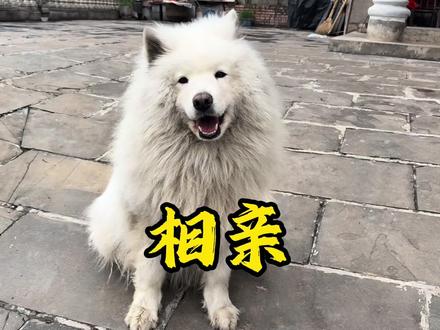 第一次带小狗去相亲,结果也太搞笑了! #狗狗 #动物的迷惑行为