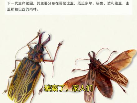 鹿角天牛真相
#鹿角天牛 #科普 #萌宠出道计划