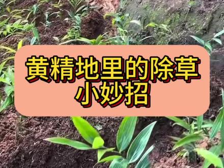 黄精地里的除草小妙招#黄精 #黄精种植 #黄精种植技术 #药材种植