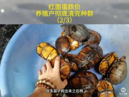 #龟龟🐢 #蛋龟 #红面蛋龟 #乌龟 #寿乡小鹿
红面蛋龟苗价格下跌,种龟都卖掉,不想养了…