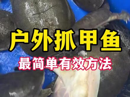 户外抓甲鱼爆笼,最简单最实用方法,你一定要知道 #户外抓鱼 #逮鱼摸虾 #抓鱼摸虾 #抓甲鱼 #挺兄捕快