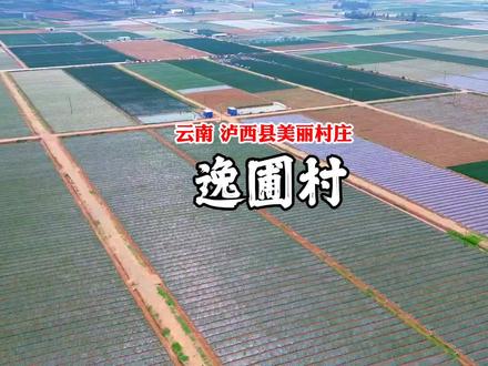 云南省有这么一个地方,遍地是香葱,香葱远销浙上广,带动了成千上万的劳动力拔葱,因为争着拔葱经常在地里上演“葱地风云”。