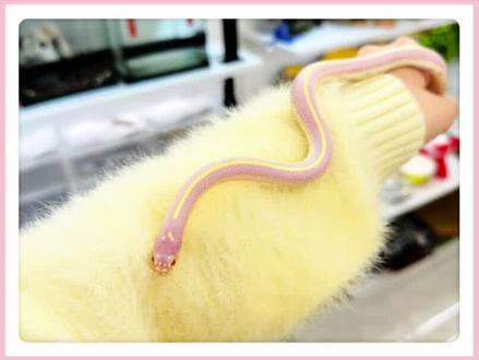 谁会拒绝一只香蕉芋泥味的小蛇呢? #爬宠 #猫咪 #猪鼻蛇