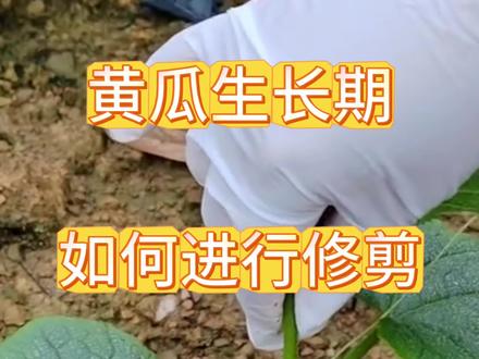 黄瓜生长期,如何进行修剪#黄瓜种植技术 #黄瓜种植管理 #黄瓜如何修剪