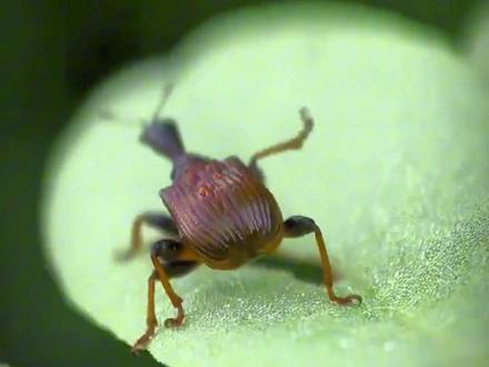 野外遇到这种昆虫有毒吗?#科普 #昆虫 #毒虫 #有毒