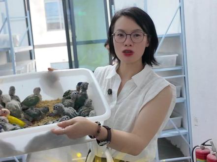 外面没有半毛小太阳了?六月份的半毛即将出壳 #嘉鹏农业 #小太阳鹦鹉 #半毛鹦鹉 #凤梨黄边小太阳